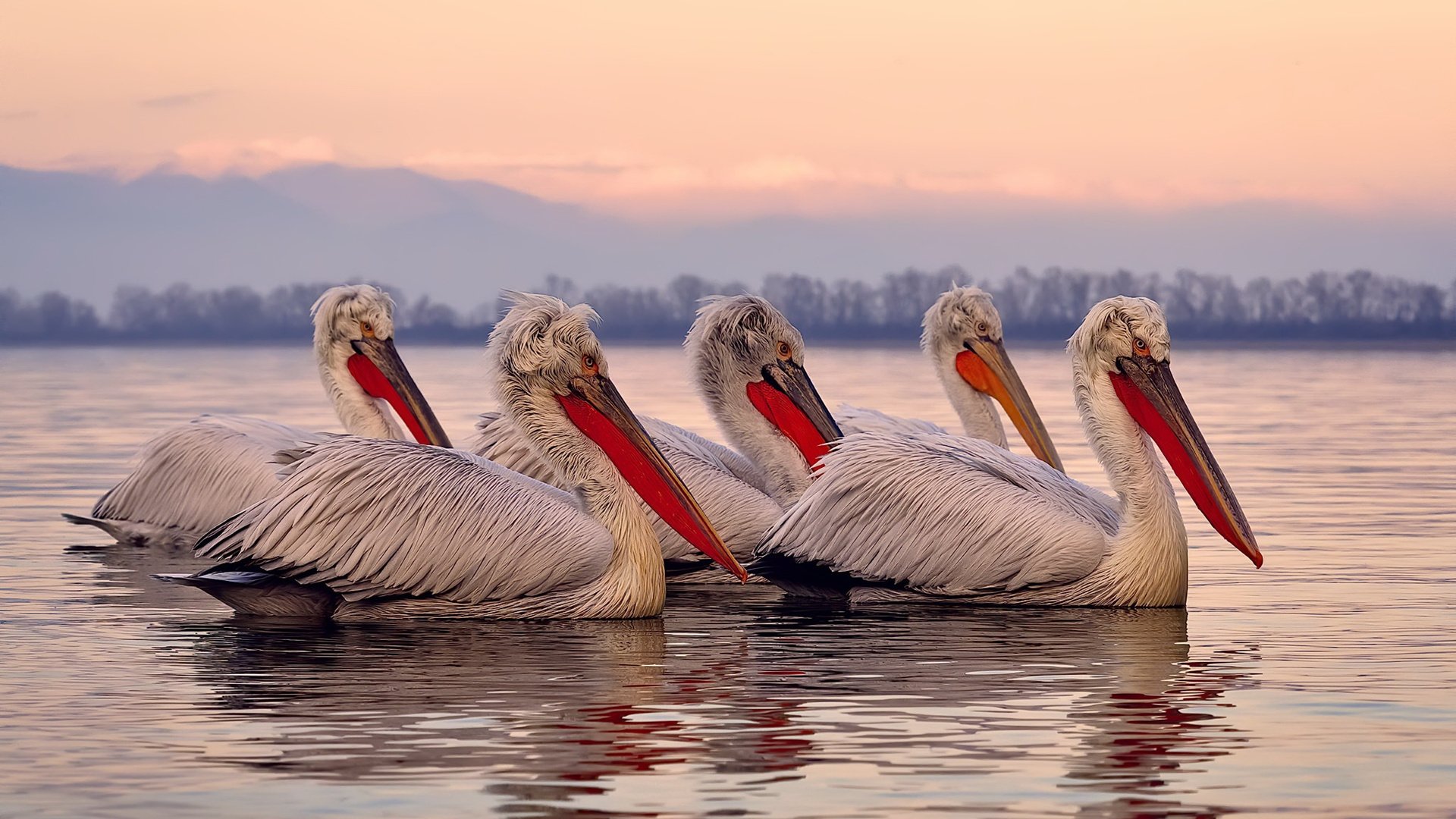 开云官网在线-_极地雪地赛车：冰天雪地中的极速狂飙_，北极雪地车
