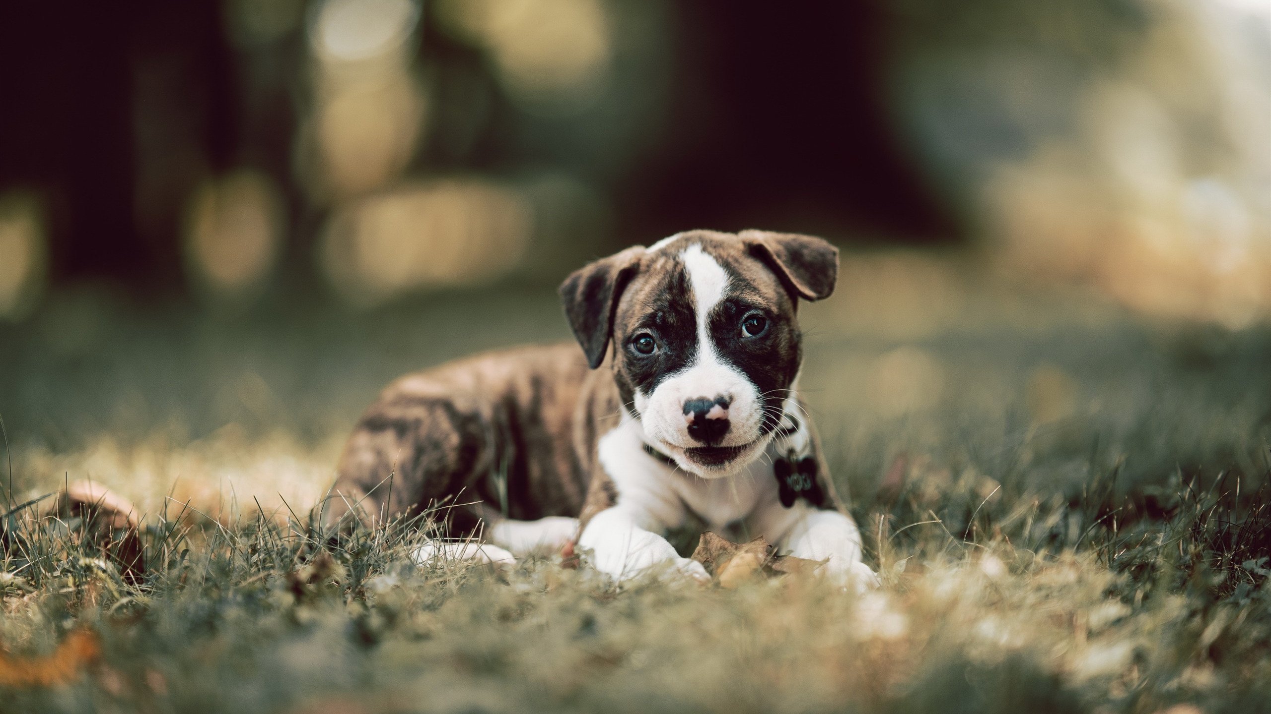 开云官方网站-_环湖骑行嘉年华：畅享自然风光与速度_，热烈庆祝建党100周年环湖骑行