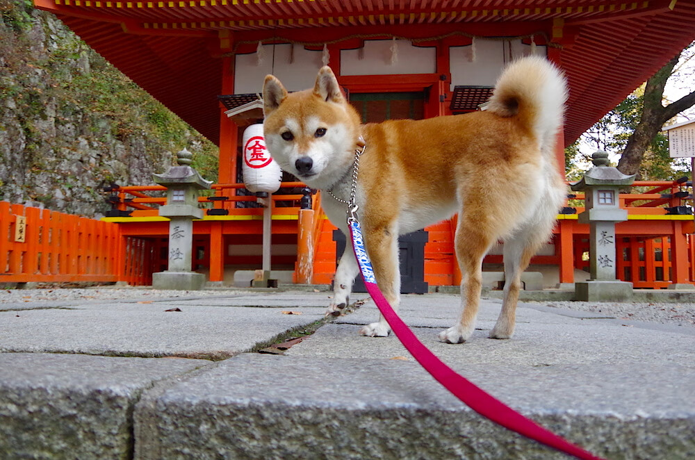 开云下载-“中超联赛引入先进的比赛监控系统，保障比赛安全”，中超联赛官方数据统计