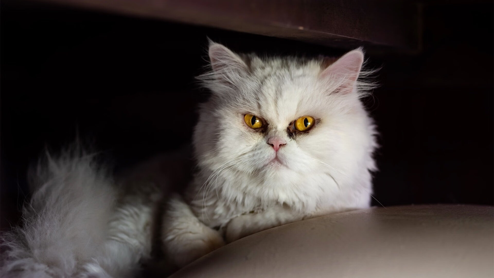 开云官网登录-“剧场版战役！逆境中绝地反击成经典，赛场激情燃烧”