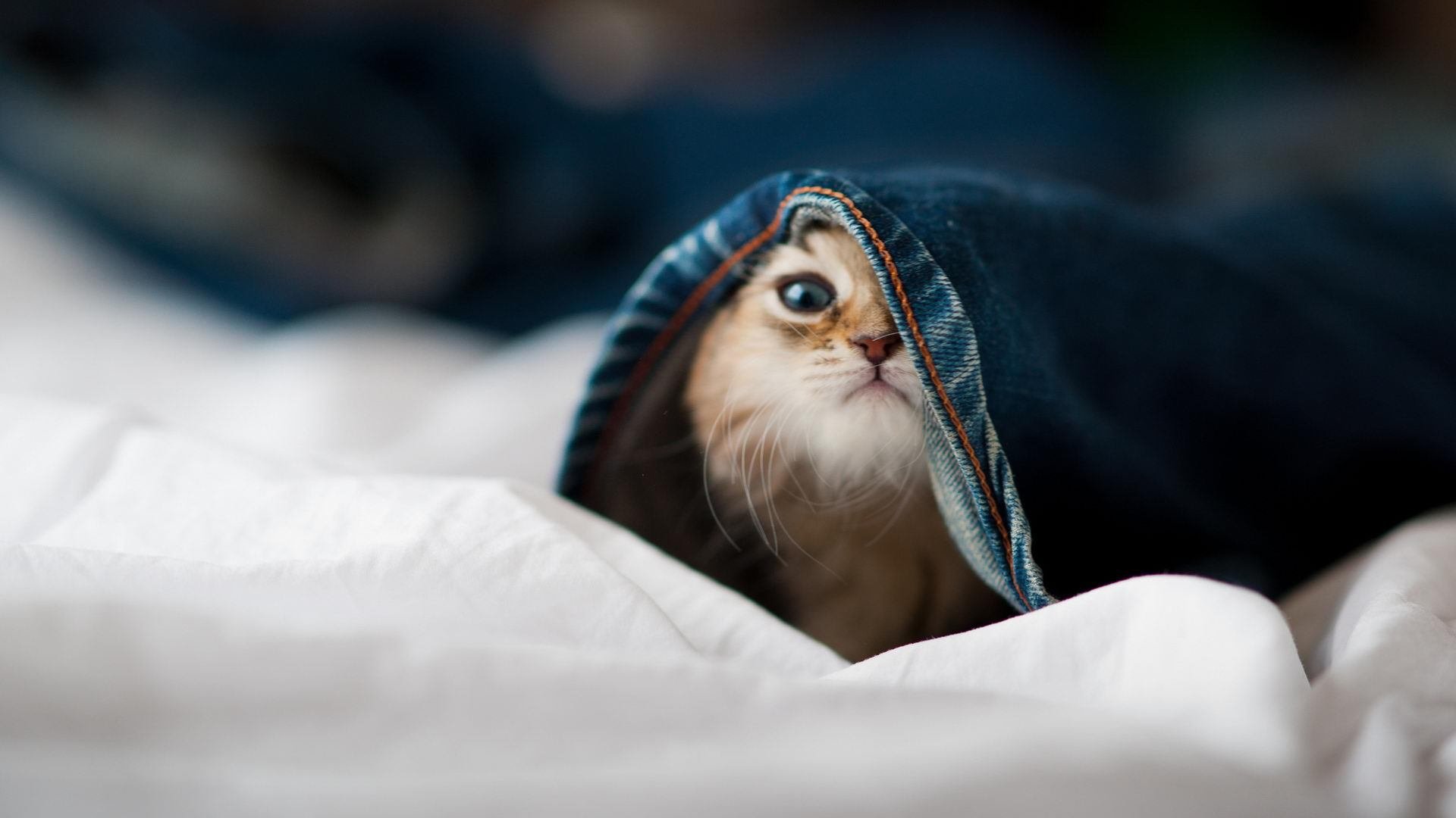 开云网站-《电子竞技广告新玩法：创新营销引爆粉丝热情》，电子竞技宣传海报