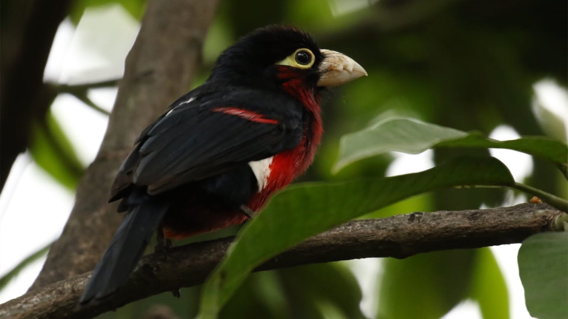 开云体育在线赛事直播-《微软收购XEG战队，电竞巨头布局全球市场》，微软 收购