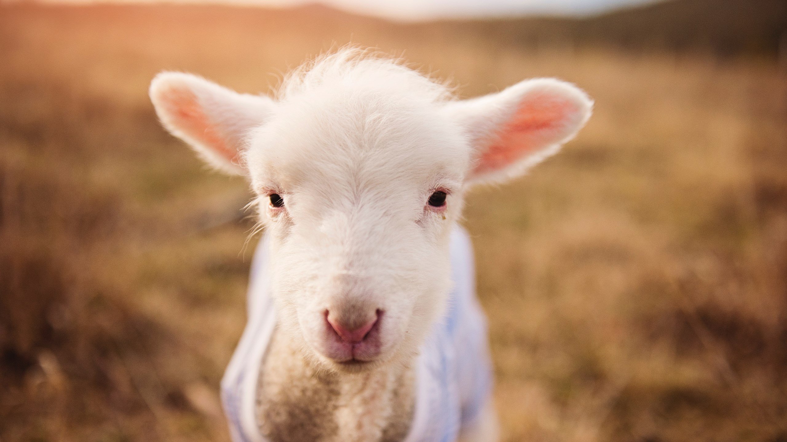 开云官方-《电竞装备升级：硬核玩家首选的硬件推荐》，电竞装备 性价比