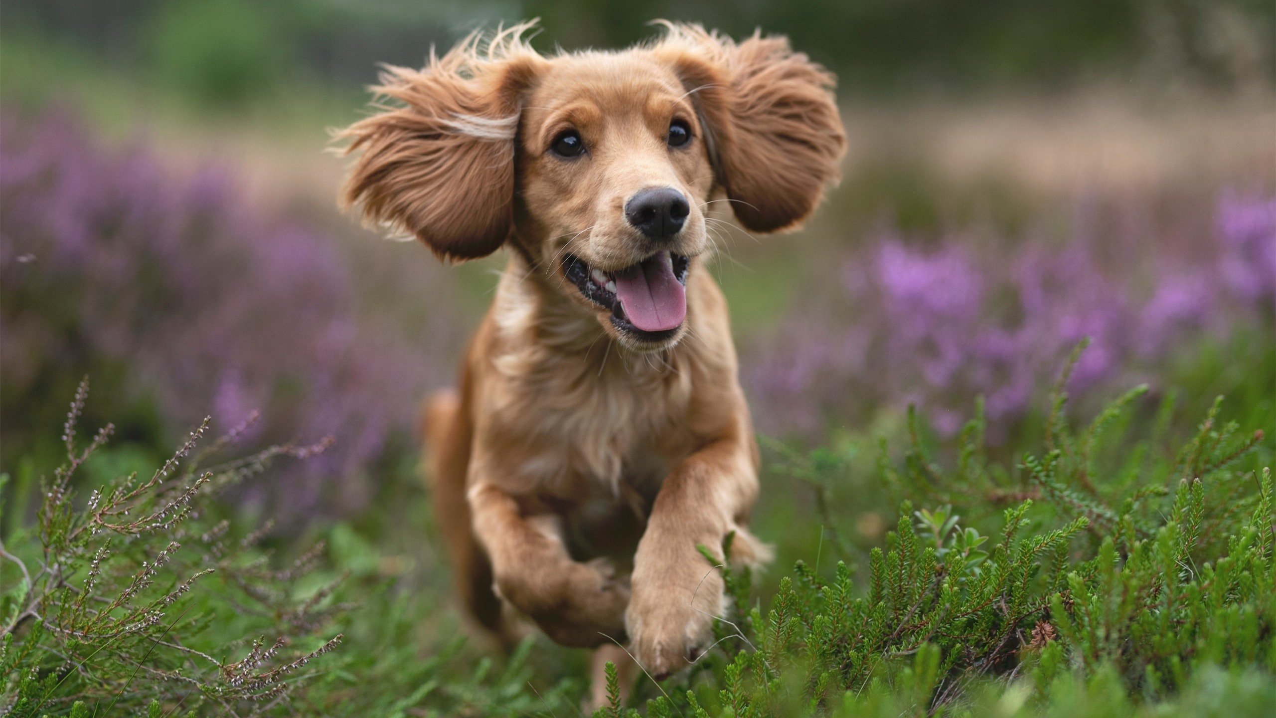 开云网页版-中国足球“走出去”战略成效逐步显现，合作不断深化，中国足球走出亚洲