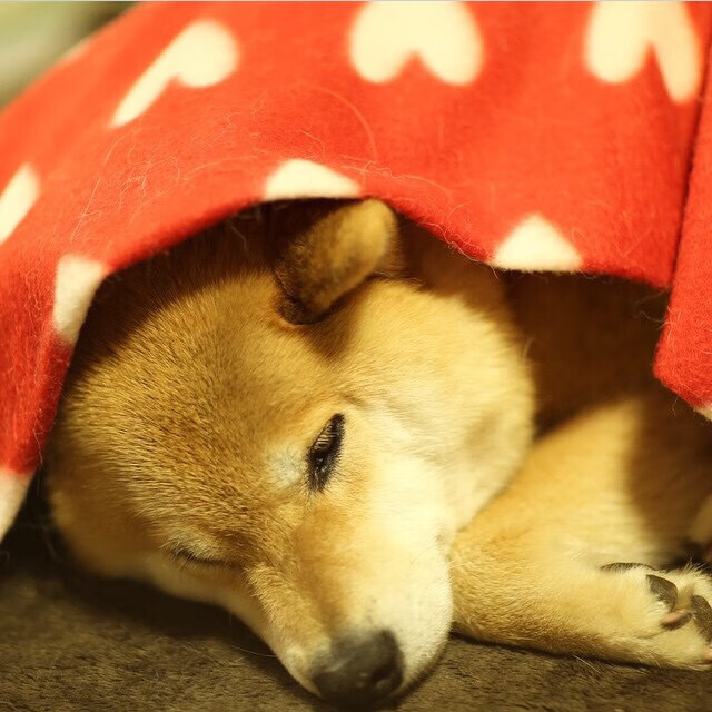 开云官网APP下载-NBA新赛季火爆开局，nba新赛季开打