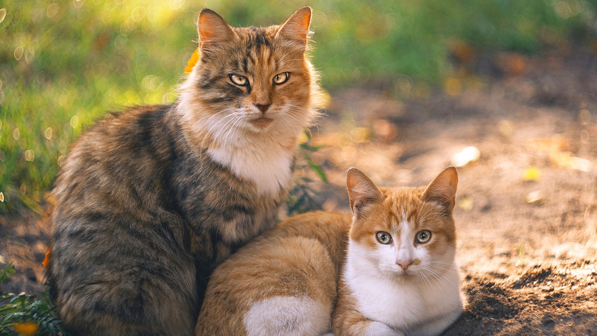 开云体育APP下载-巴西女足队气势如虹，压倒一切对手，巴西女足队员