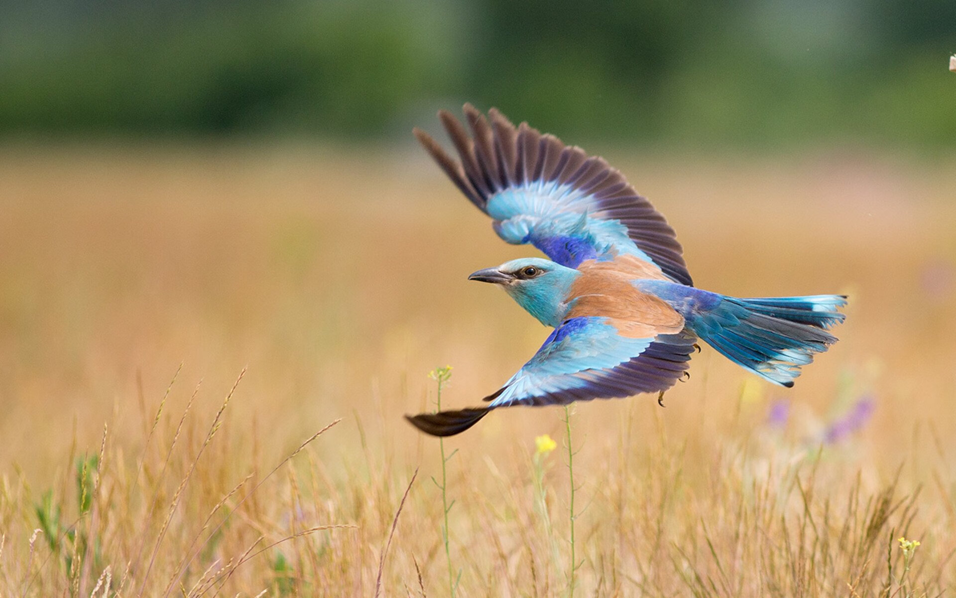 kaiyun中国官方网站-布拉德福德进攻组合重组见效，山谷之心力争保级，布拉德福德足球俱乐部