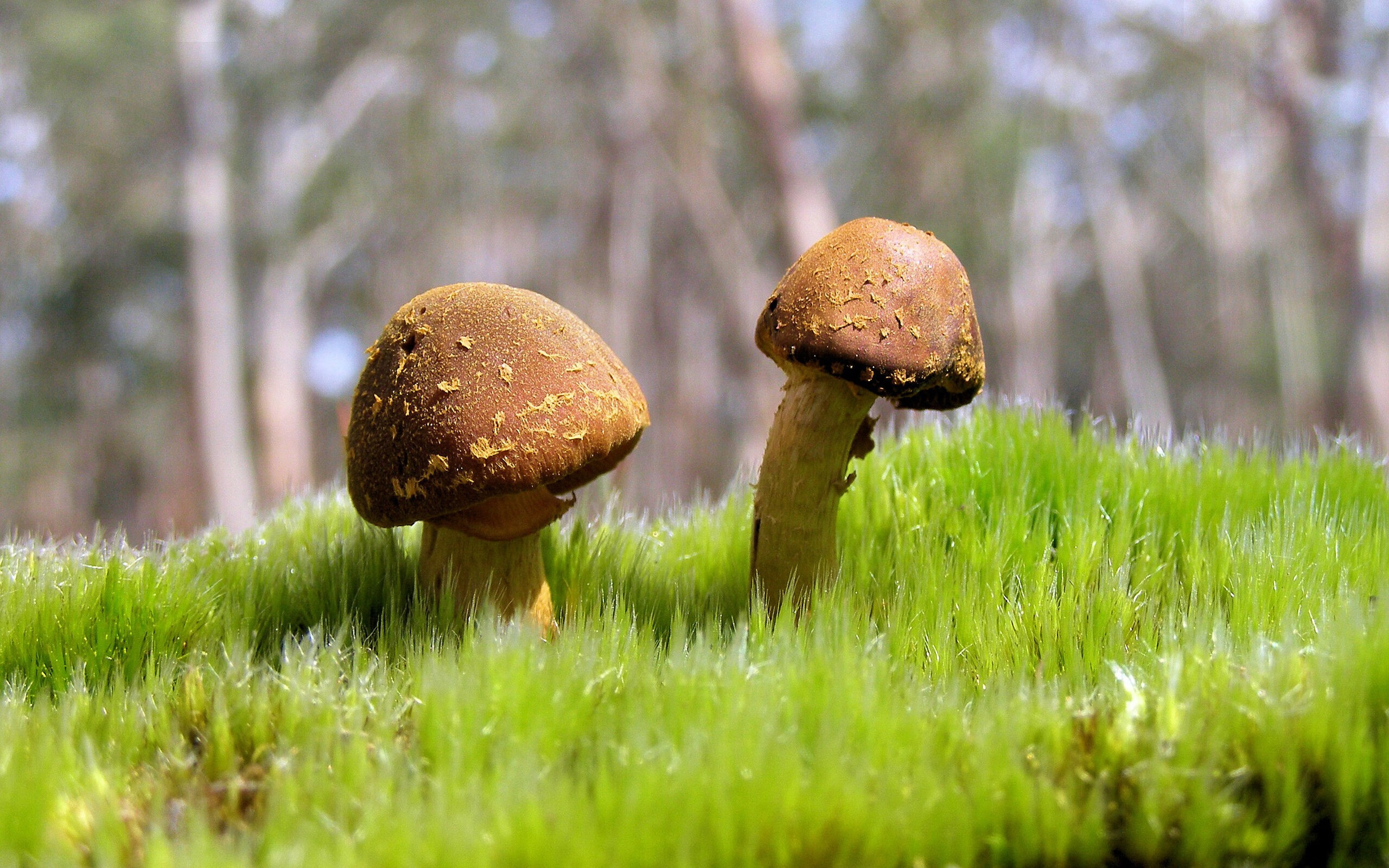 KAIYUN 中国大陆-英格兰换帅，调整打法备战，英格兰阵容介绍