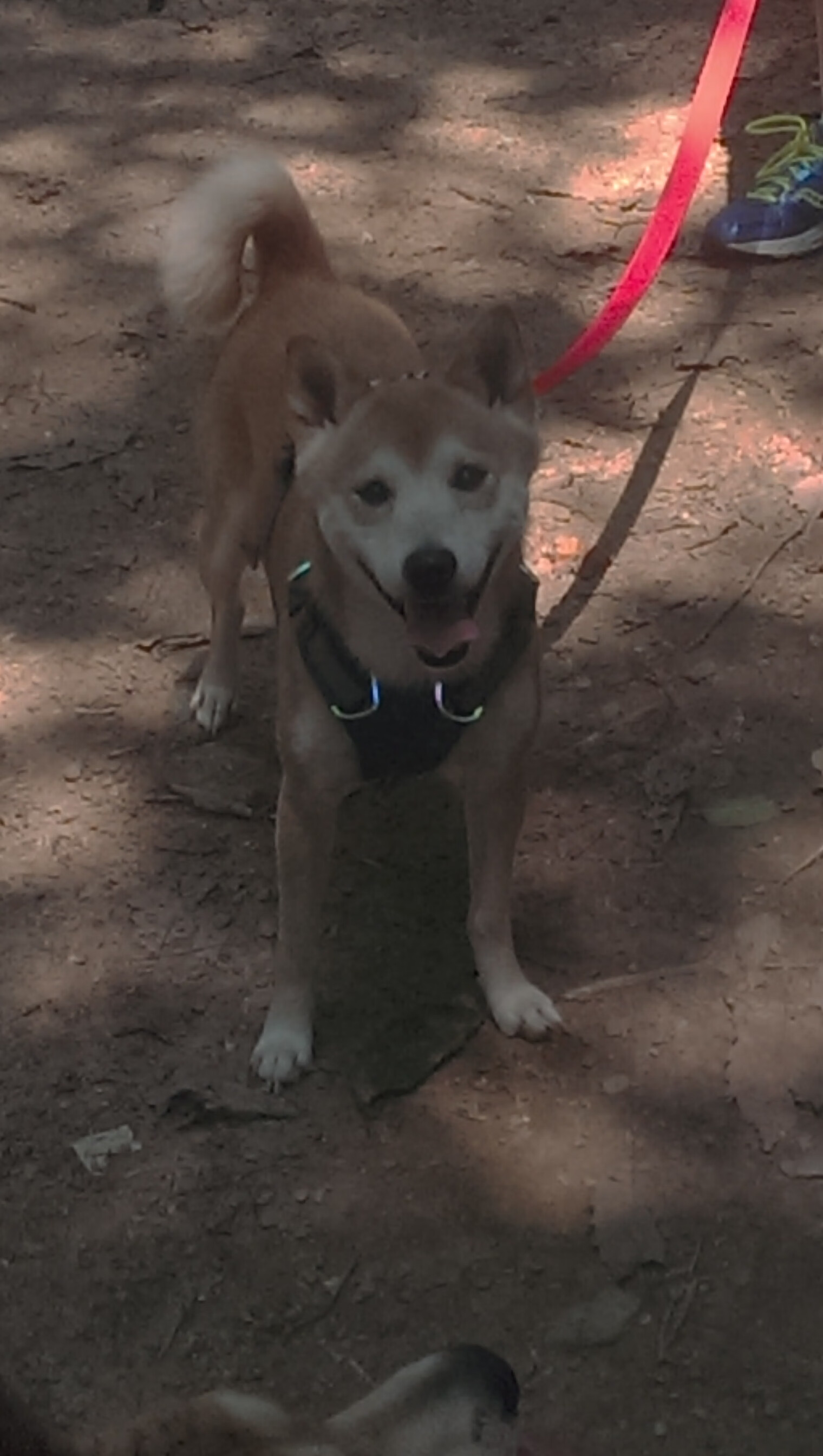 开云在线直播-贝尔格莱德红星战绩稳步提升，贝尔格莱德红星球迷