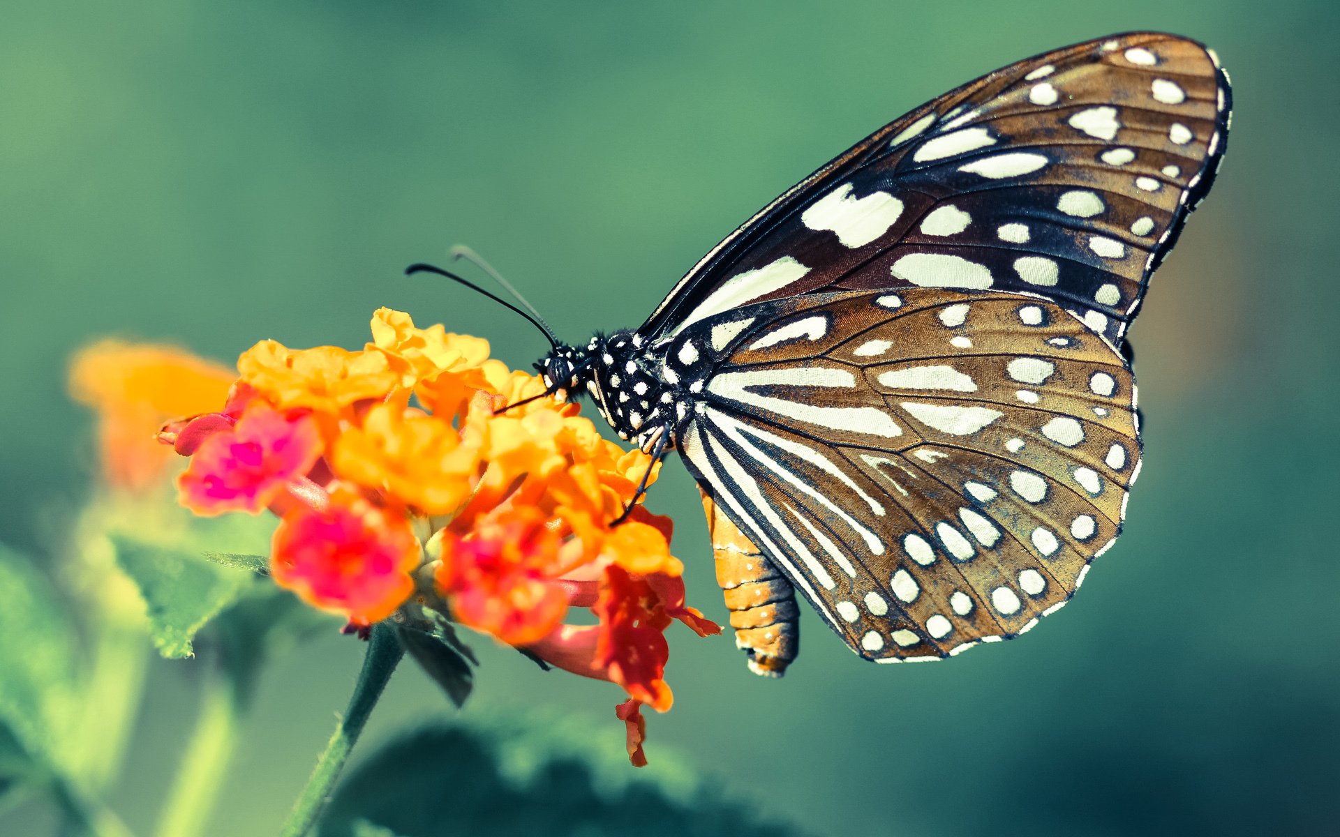 Kaiyun APP-阿森纳迎战莱斯特城，胜者晋级谁将笑到最后，阿森纳vs莱斯特城比分预测