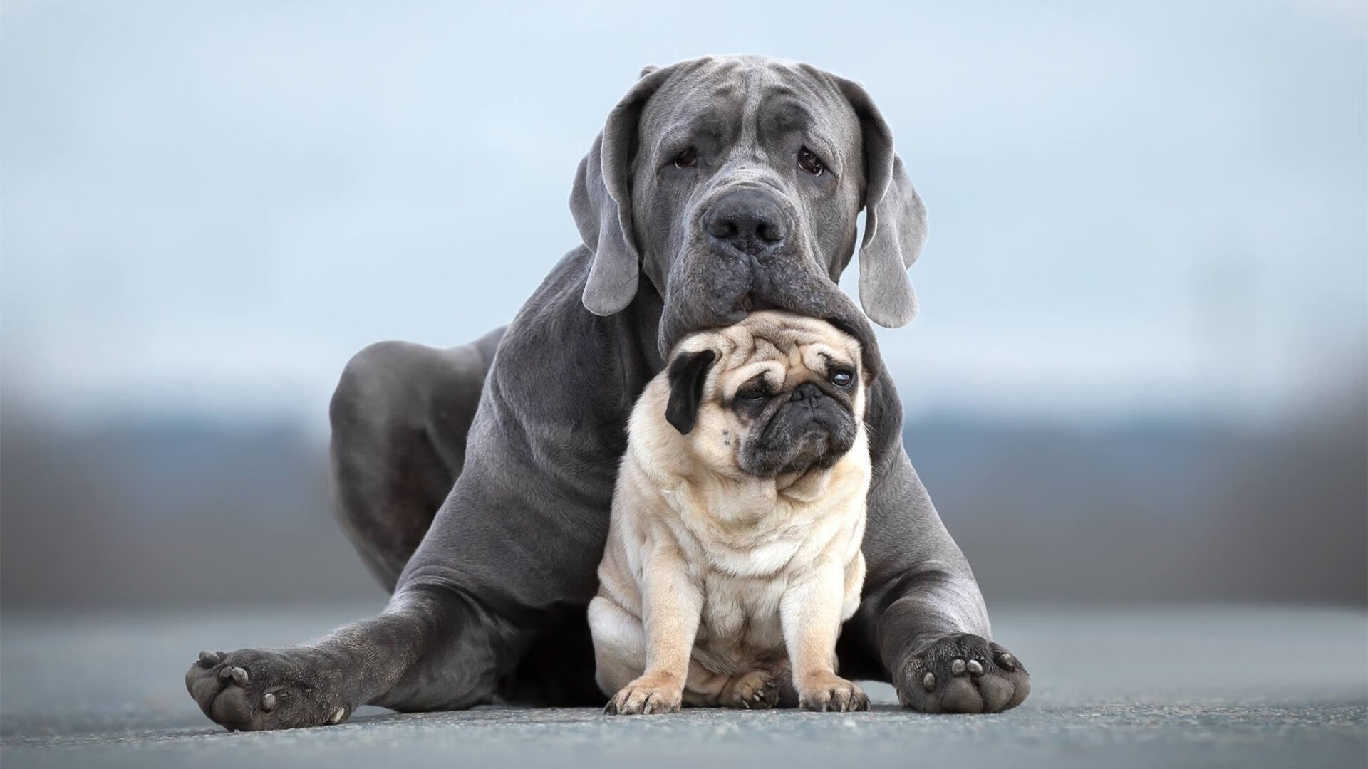 kaiyun-竞技体育后备人才遴选机制优化路径，竞技体育后备人才培养的组织形式