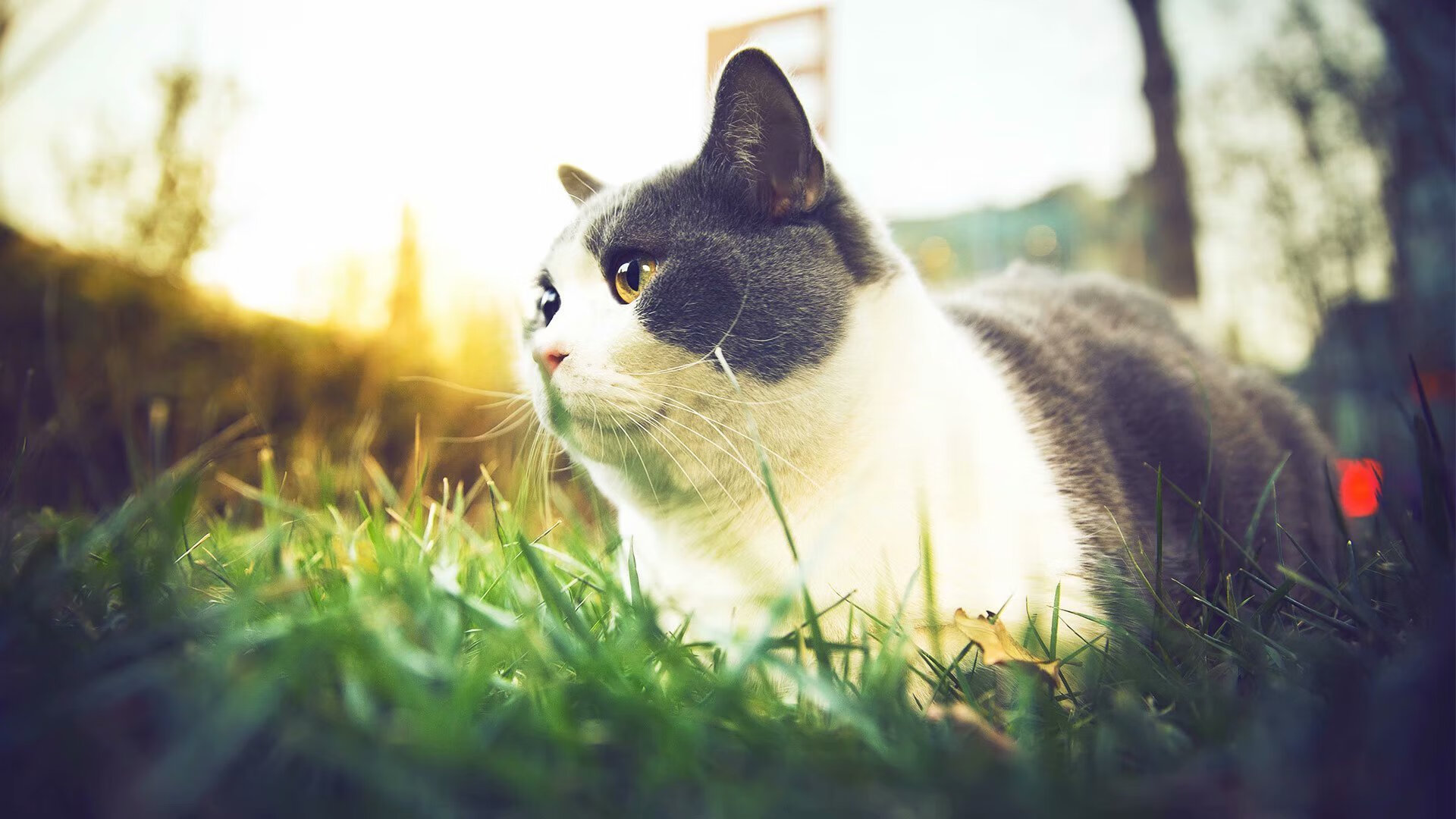 开云体育官方网入口-罗马尼亚队赛制解析：如何在团体赛中将个体优势转化为团队胜利