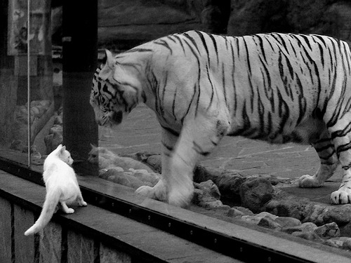 水球防守与进攻转换节奏掌控精准,水球怎样算犯规