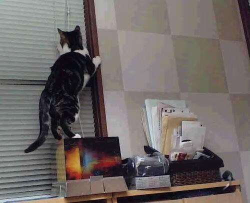 马修·图穆亚成为袋鼠队攻击体系中的核心人物